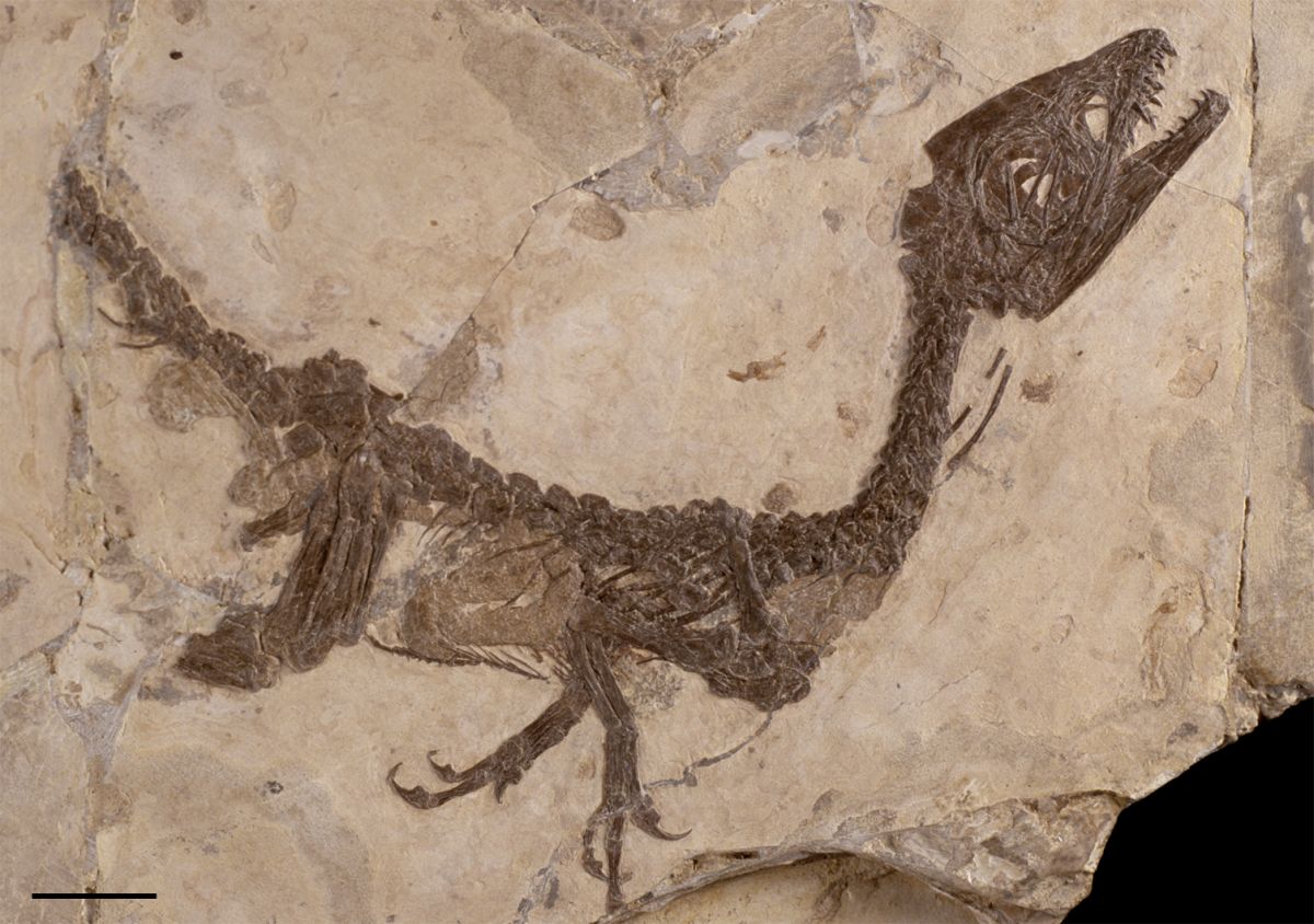 Un dinosauro unico al mondo em Scipionyx samniticus em detto